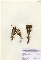 藏品(反捲葉石松)的圖片